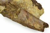 Fossil Dinosaur Caudal Vertebra & Limb Bone in Sandstone - Wyoming #371510-1